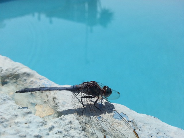 Les répulsifs à insectes pour piscine fonctionnent-ils vraiment